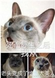 《死而復生之後我從老頭變成了絕世大美人》