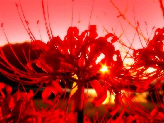 《彼岸花開》